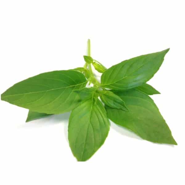 lemon-basil.jpg